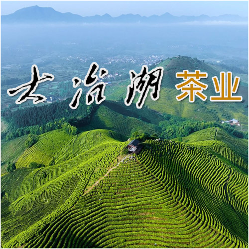 大冶湖茶业